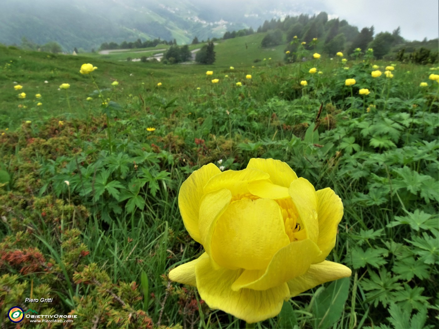 72 Trollius europaeus (Botton d'oro) rientrando al parcheggio d'Alpe Arera.JPG